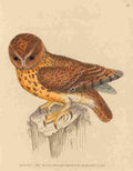 Lewin Birds 1795 Brown Owl A4 Photo Print