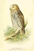 Lewin Birds 1795 Dwarf Screech Owl A4 Photo Print