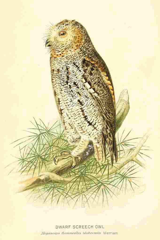 Lewin Birds 1795 Dwarf Screech Owl A4 Photo Print