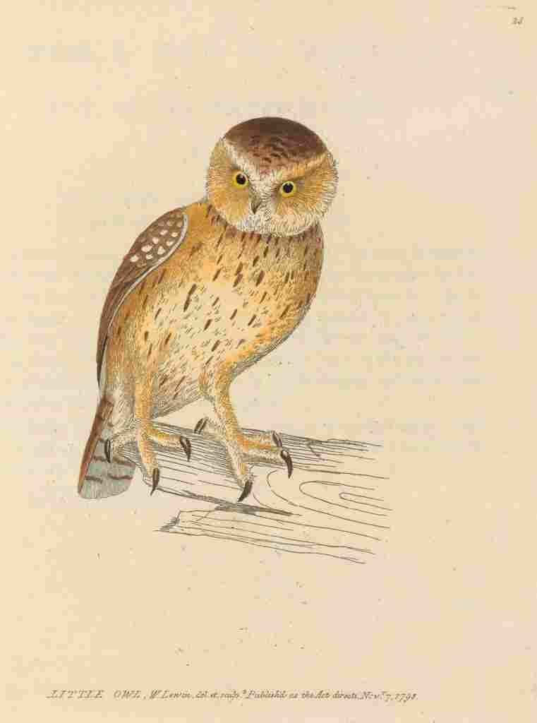 Lewin Birds 1795 Little Owl A4 Photo Print