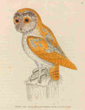 Lewin Birds 1795 White Owl A4 Photo Print