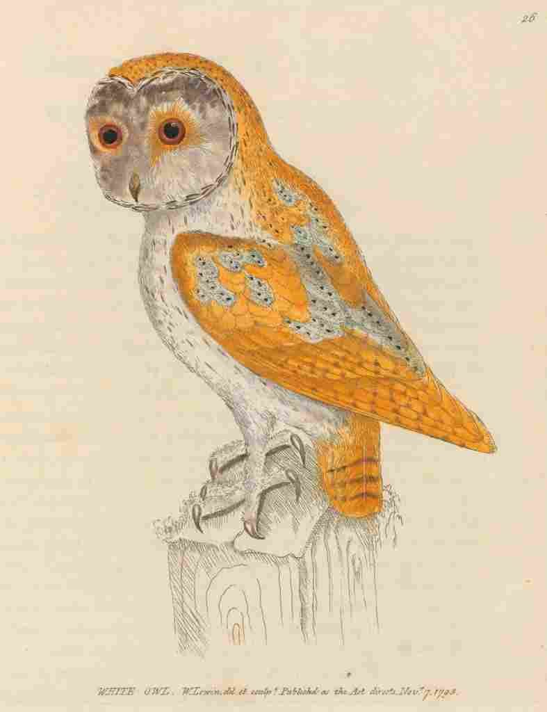 Lewin Birds 1795 White Owl A4 Photo Print