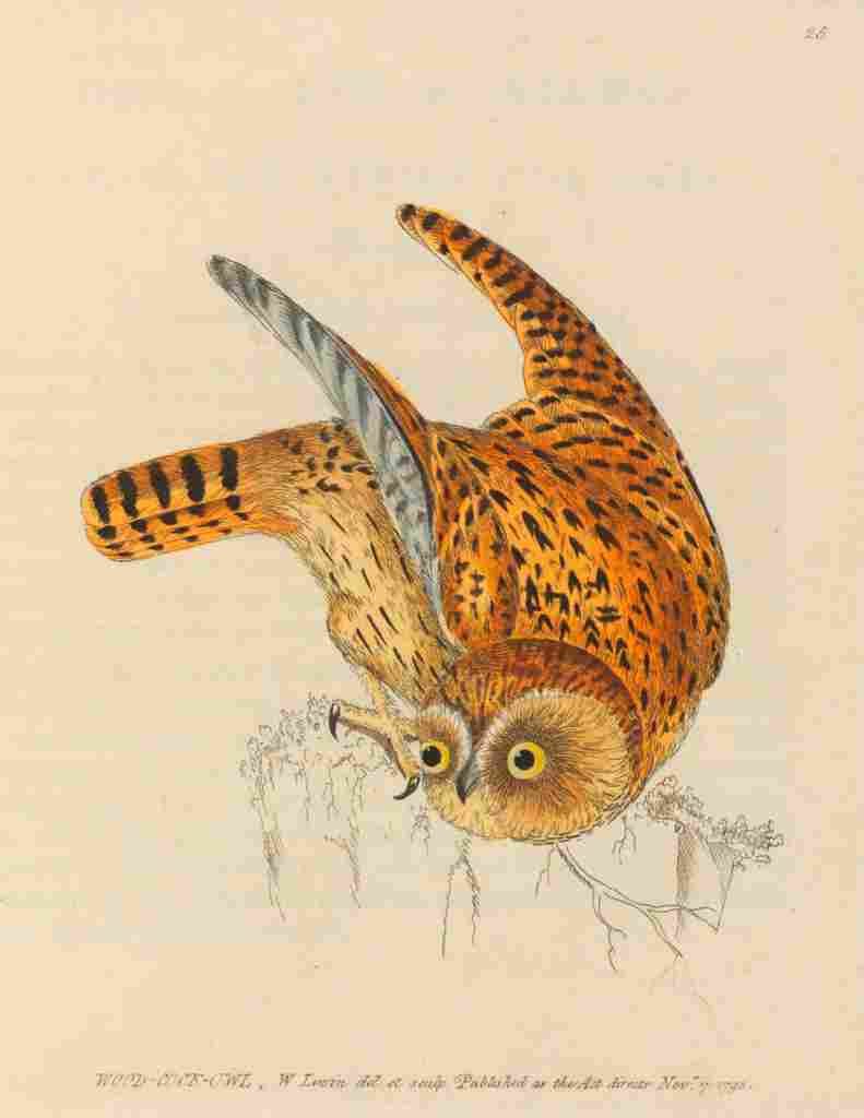 Lewin Birds 1795 Wood cock Owl A4 Photo Print