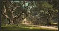 Live oaks at Berkely College Vintage A4 Photo Print