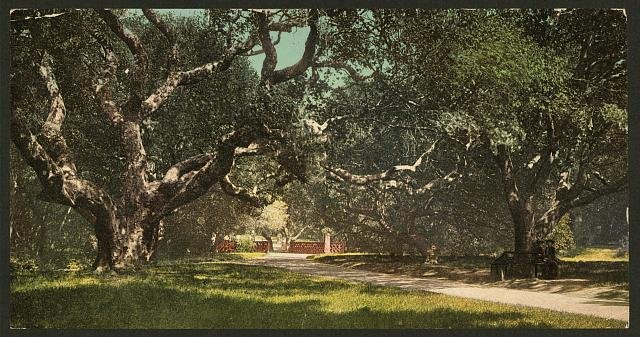 Live oaks at Berkely College Vintage A4 Photo Print
