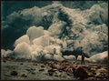 Loen Kjendalskronebrae II Nordfjord Vintage A4 Photo Print