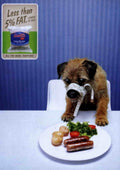 Low Fat Dog Vintage Retro Advert Poster A4 Photo Print