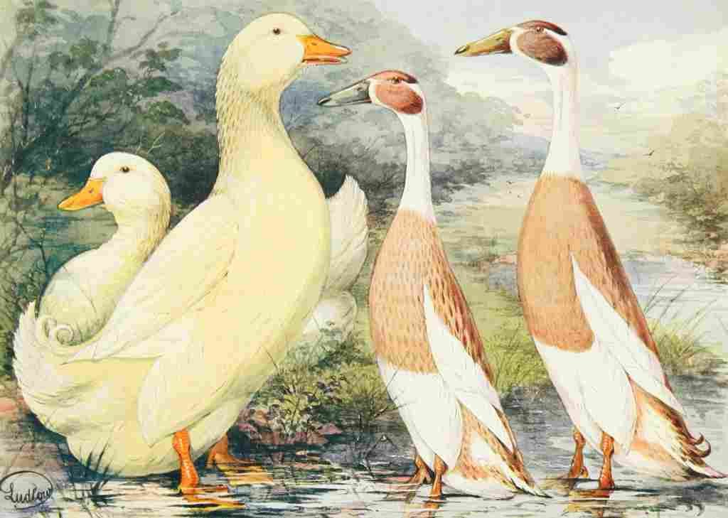 Ludlow JW Wrights Indian Runner Ducks A4 Photo Print