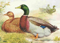 Ludlow JW Wrights Rouen Ducks A4 Photo Print