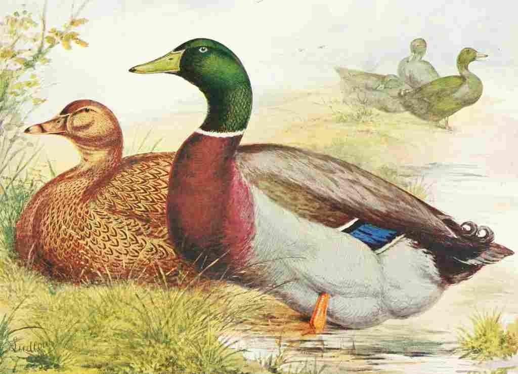 Ludlow JW Wrights Rouen Ducks A4 Photo Print