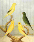 Lydon AF 1926 Border Fancy Canaries A4 Photo Print