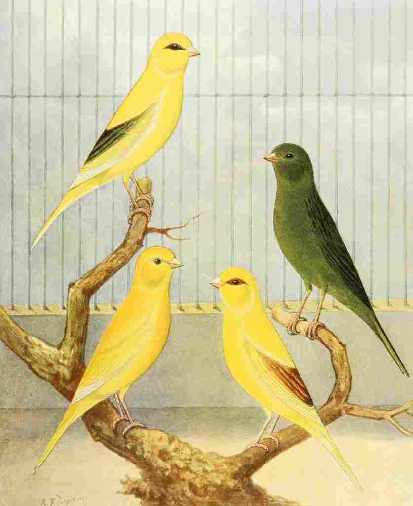 Lydon AF 1926 Border Fancy Canaries A4 Photo Print