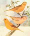 Lydon AF 1926 Cinnamon Canaries A4 Photo Print