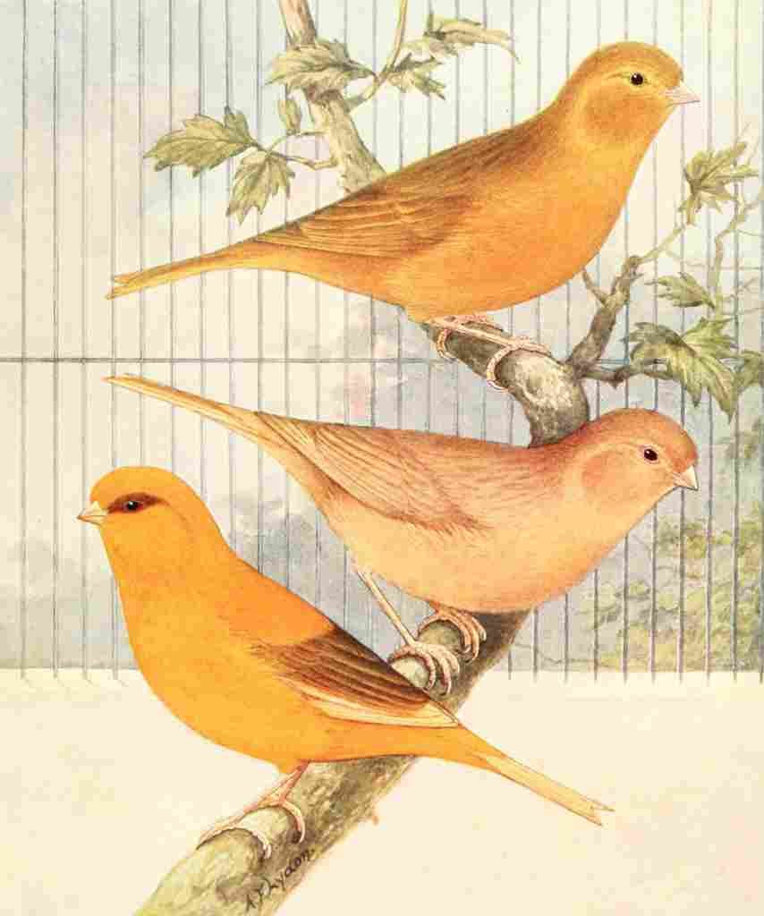 Lydon AF 1926 Cinnamon Canaries A4 Photo Print