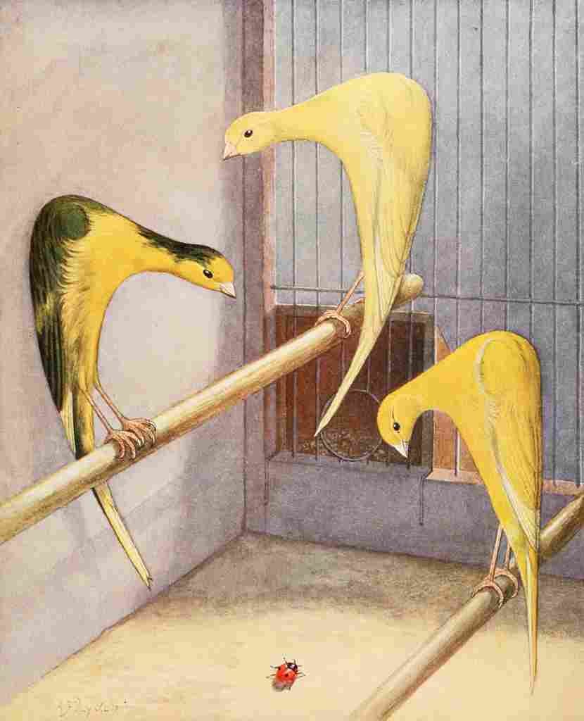 Lydon AF 1926 Fancy Canaries A4 Photo Print