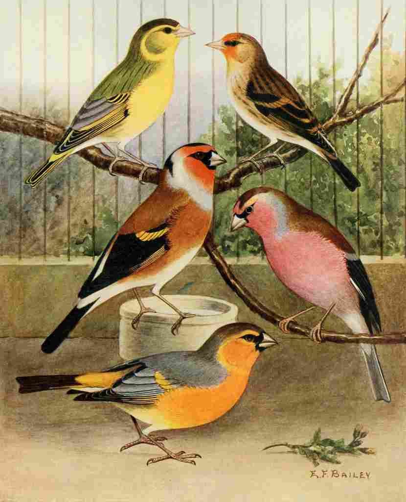 Lydon AF 1926 Finch Hybrids A4 Photo Print