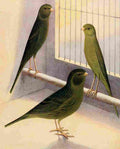 Lydon AF 1926 Green Canaries A4 Photo Print