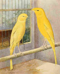 Lydon AF 1926 Lanashire Canaries A4 Photo Print
