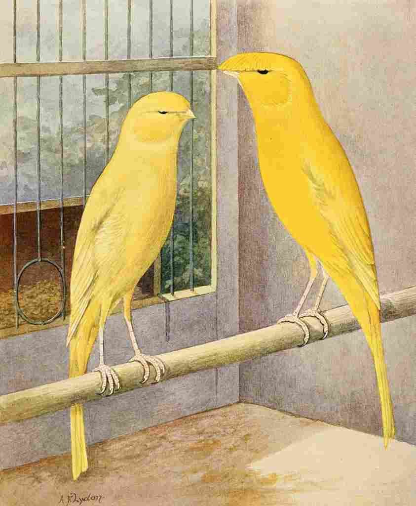 Lydon AF 1926 Lanashire Canaries A4 Photo Print