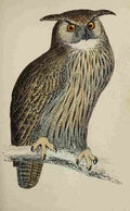 Lydon AF Birds 1862 Eagle Owl A4 Photo Print