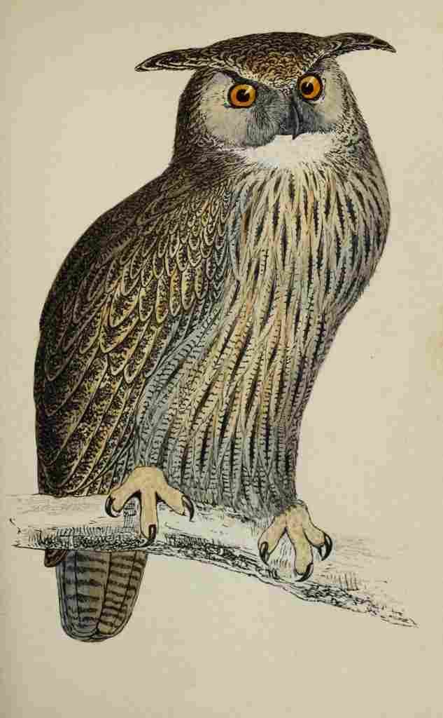 Lydon AF Birds 1862 Eagle Owl A4 Photo Print