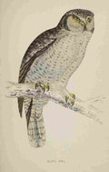 Lydon AF Birds 1862 Hawk Owl A4 Photo Print