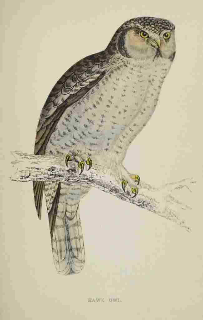 Lydon AF Birds 1862 Hawk Owl A4 Photo Print
