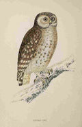 Lydon AF Birds 1862 Little Owl A4 Photo Print