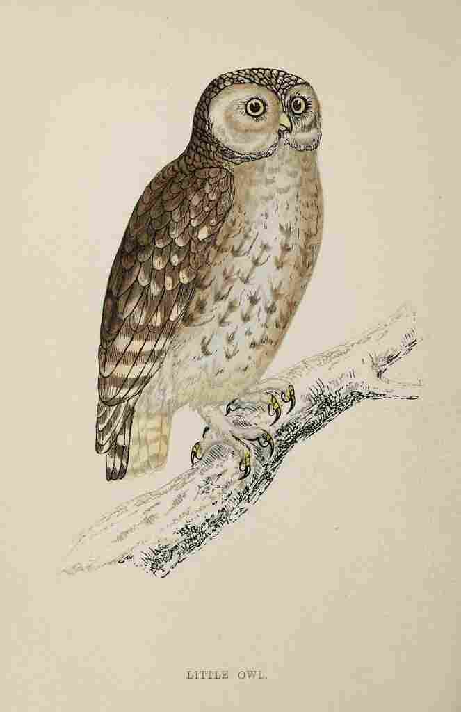 Lydon AF Birds 1862 Little Owl A4 Photo Print
