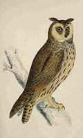 Lydon AF Birds 1862 Long eared Owl A4 Photo Print