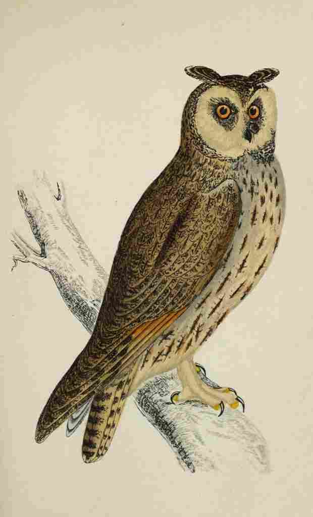Lydon AF Birds 1862 Long eared Owl A4 Photo Print