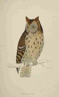 Lydon AF Birds 1862 Mottled Owl A4 Photo Print