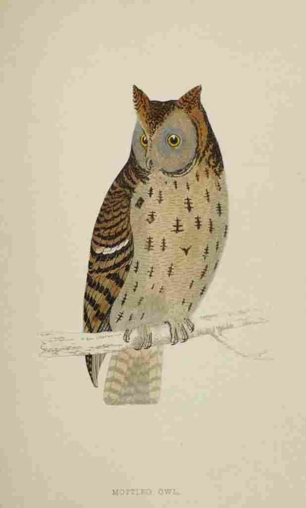 Lydon AF Birds 1862 Mottled Owl A4 Photo Print