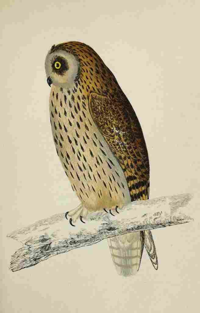 Lydon AF Birds 1862 Short eared Owl A4 Photo Print