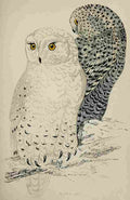 Lydon AF Birds 1862 Snowy Owl A4 Photo Print
