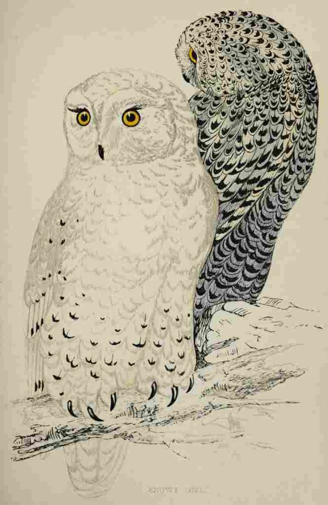 Lydon AF Birds 1862 Snowy Owl A4 Photo Print