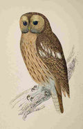 Lydon AF Birds 1862 Tawny Owl A4 Photo Print