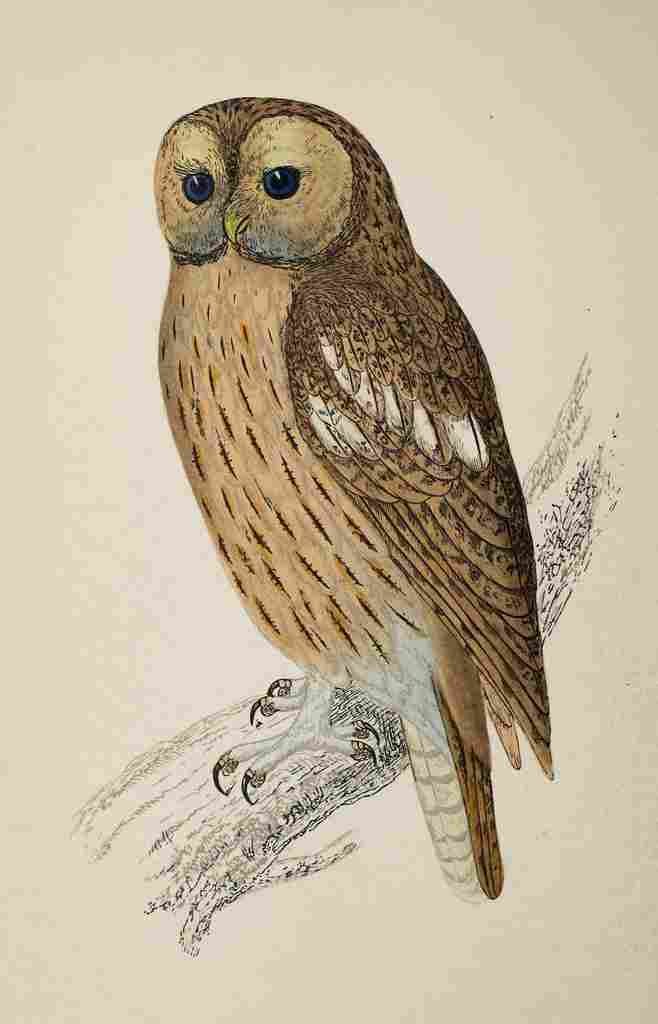 Lydon AF Birds 1862 Tawny Owl A4 Photo Print