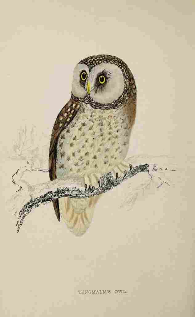Lydon AF Birds 1862 Tengmalms Owl A4 Photo Print