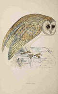 Lydon AF Birds 1862 White Owl A4 Photo Print