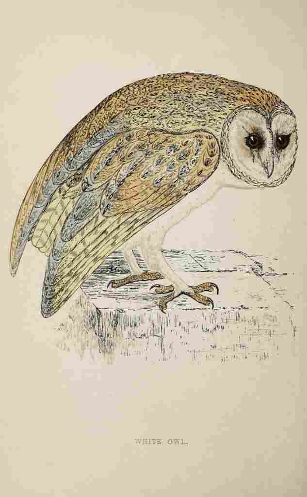 Lydon AF Birds 1862 White Owl A4 Photo Print