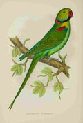 Lydon AF Parrots 1884 Alexandrine Parakeet A4 Photo Print