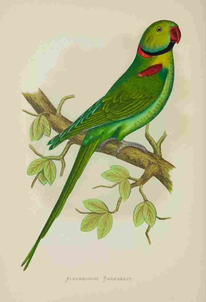 Lydon AF Parrots 1884 Alexandrine Parakeet A4 Photo Print