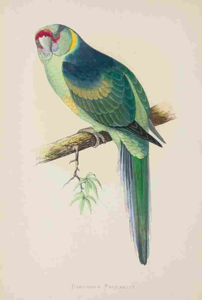 Lydon AF Parrots 1884 Barnards Parakeet A4 Photo Print