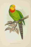 Lydon AF Parrots 1884 Barrabands Parakeet A4 Photo Print
