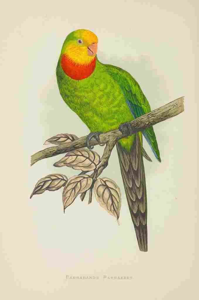 Lydon AF Parrots 1884 Barrabands Parakeet A4 Photo Print