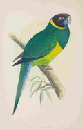 Lydon AF Parrots 1884 Bauers Parakeet A4 Photo Print