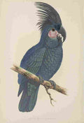 Lydon AF Parrots 1884 Black Cockatoo A4 Photo Print