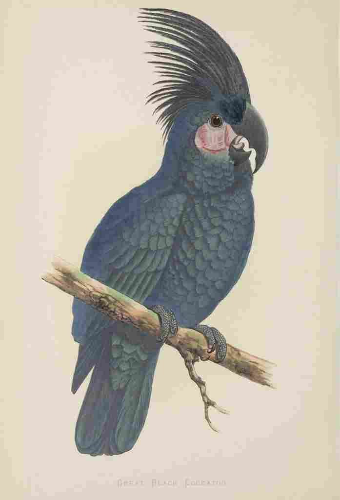 Lydon AF Parrots 1884 Black Cockatoo A4 Photo Print