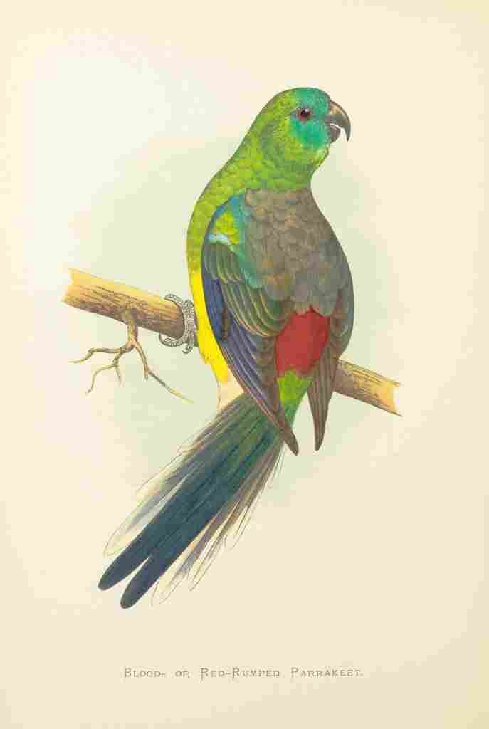 Lydon AF Parrots 1884 Blood Parakeet A4 Photo Print